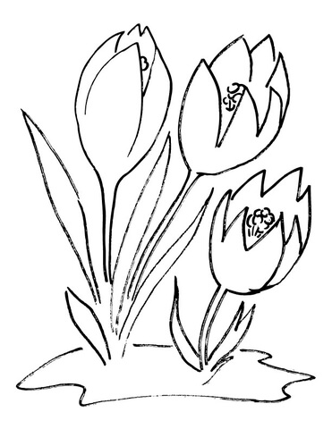 Crocus Flower Coloring Page